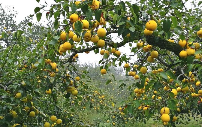 六、中國特色農產品優勢區創建