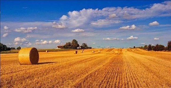 農資企業如何在鄉村振興征程中發展壯大？